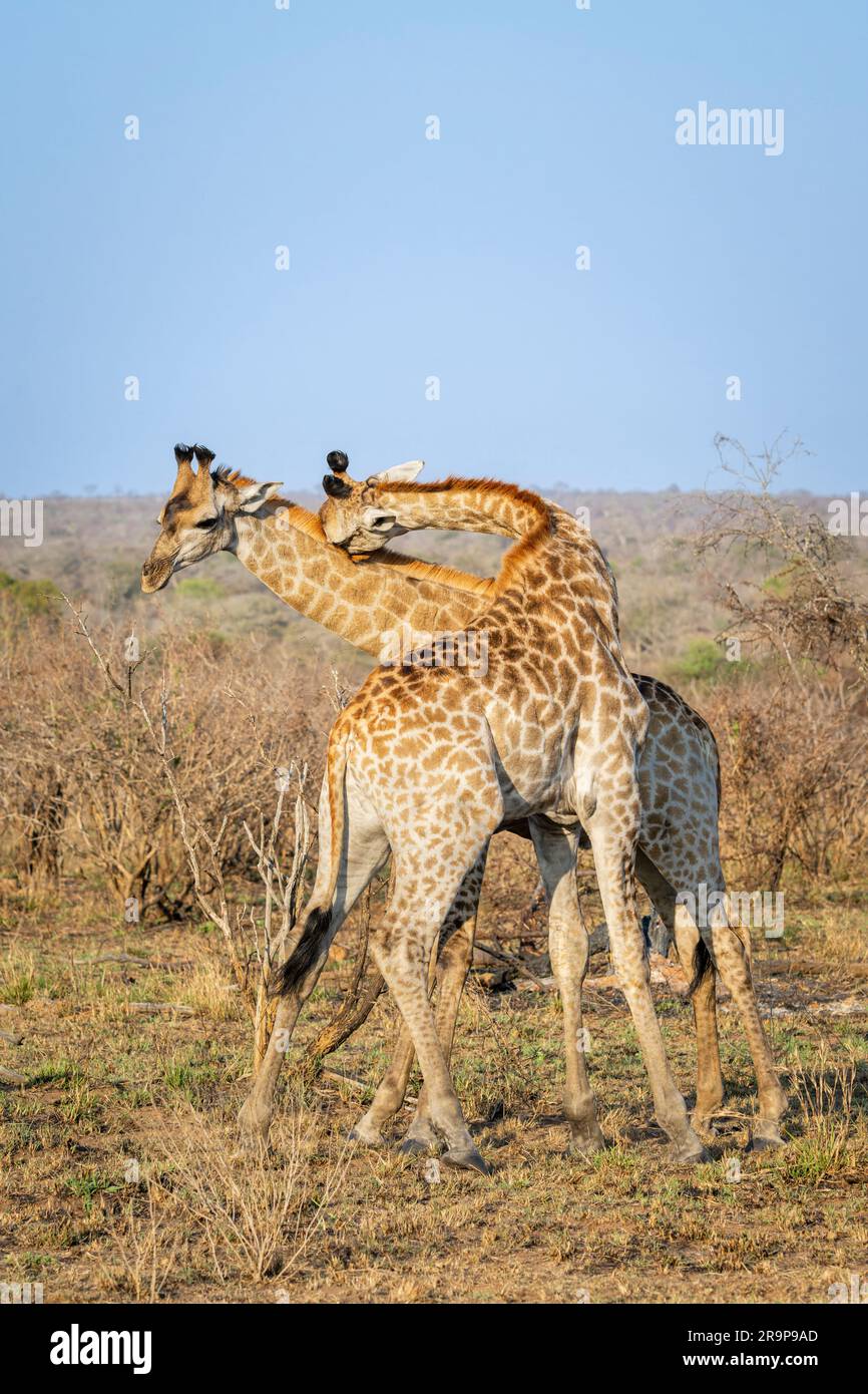 Giraffen (Giraffa camelopardalis) Stiere kämpfen um Dominanz, Kruger-Nationalpark, Südafrika. Stockfoto