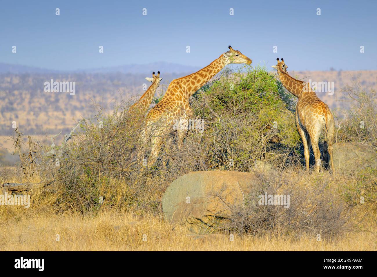 Drei Giraffen (Giraffa camelopardalis), die sich im Akazienbusch ernähren, Kruger-Nationalpark, Südafrika. Stockfoto
