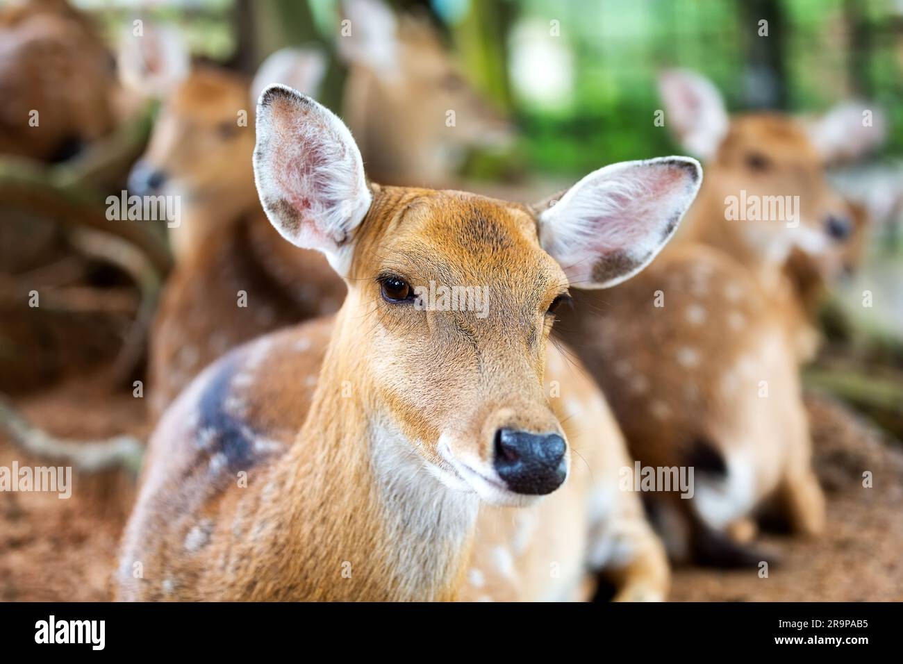 Porträt eines weiblichen sika-Hirsches. Gefleckte Hirsche oder Achshirsche im natürlichen Lebensraum. Herde gefleckter Hirsche, die auf der Wiese ruht. Stockfoto