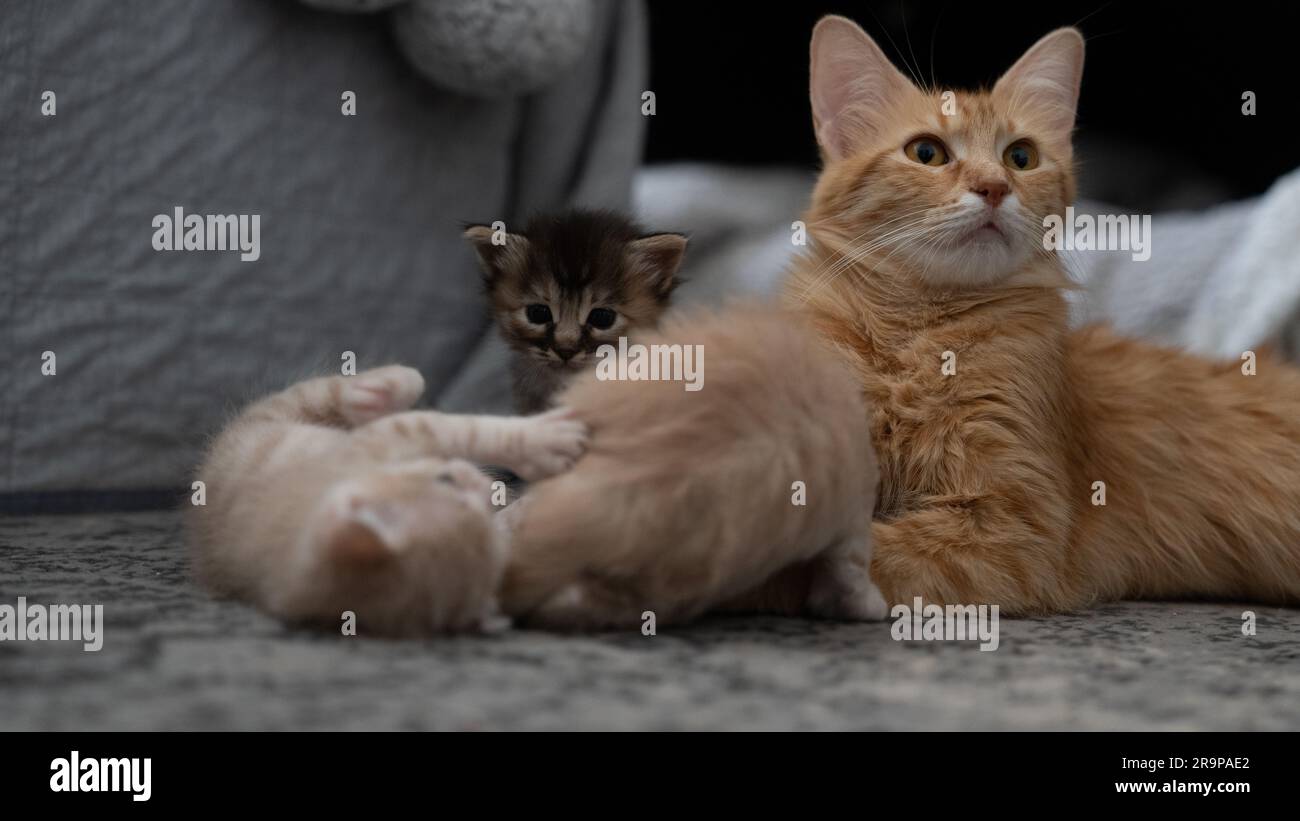 Eine niedliche orangefarbene Katze, die auf dem Sofa liegt, während zwei ihrer Kätzchen spielen Stockfoto