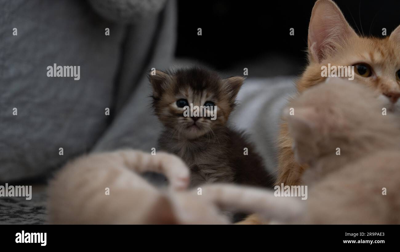 Nahaufnahme eines braunen Kätzchens, das neben seiner mutter sitzt, während die beigen Geschwister kämpfen Stockfoto