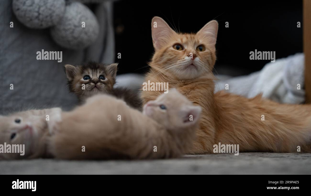 Eine niedliche orangefarbene Katze, die auf dem Sofa neben ihren beigen und brauen Kätzchen liegt Stockfoto