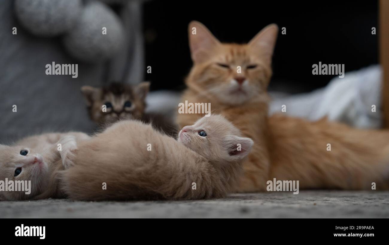 Eine niedliche orangefarbene Katze, die auf dem Sofa neben ihren beigen und brauen Kätzchen ruht Stockfoto