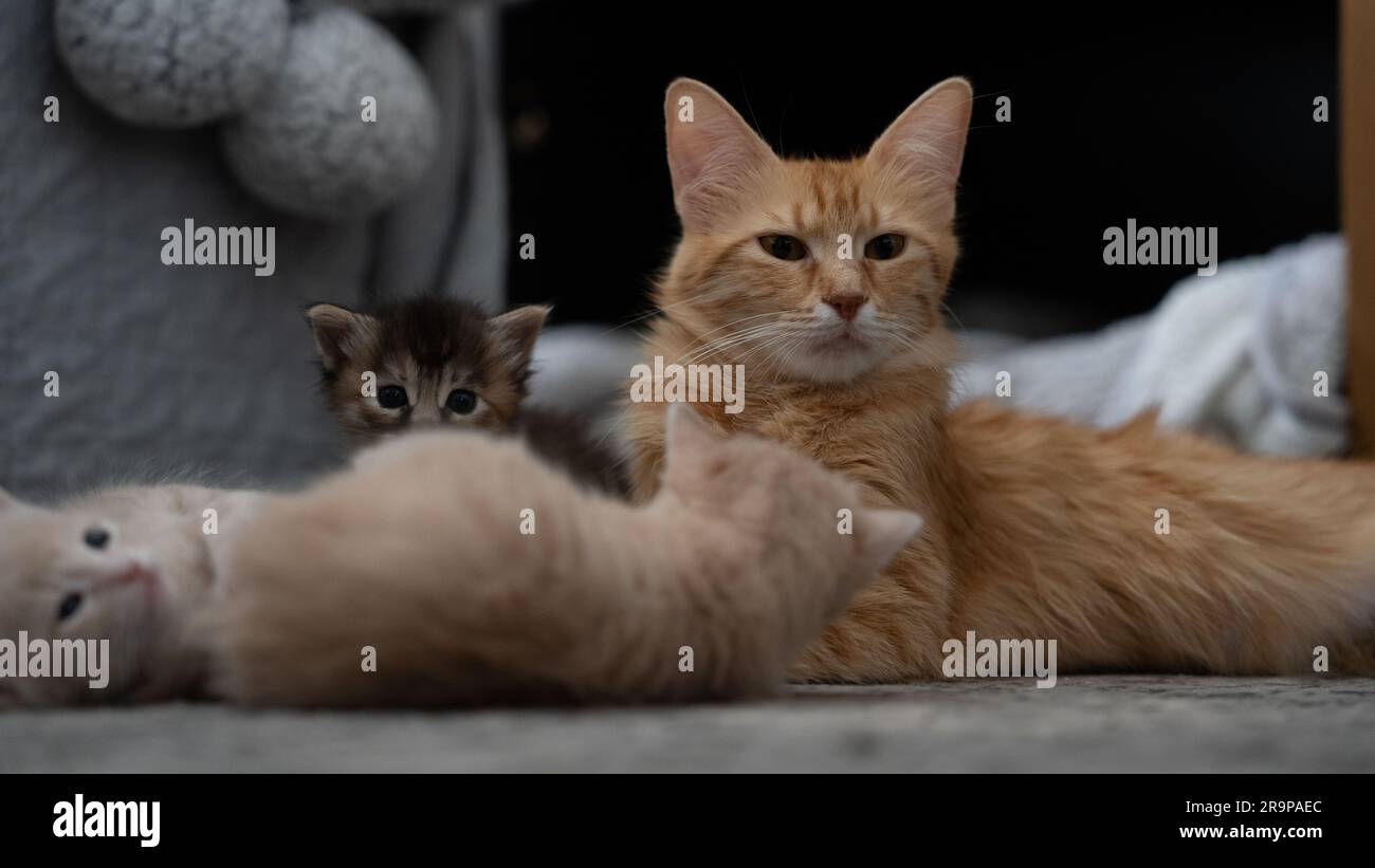 Eine orangefarbene Hauskatze, die auf dem Sofa lag, mit ihren drei Kätzchen, zwei beigen und einer braunen Stockfoto