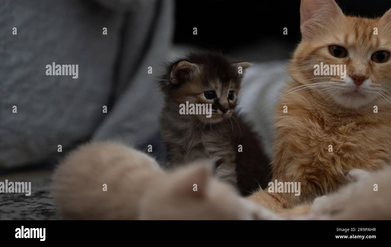 Eine orangefarbene Hauskatze lag auf dem Sofa mit ihren drei Kätzchen Stockfoto