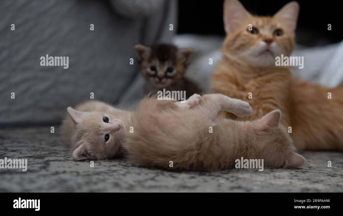 Eine orangefarbene Hauskatze, die auf dem grauen Sofa liegt, mit zwei hellbeigen Kätzchen, die zusammen spielen Stockfoto