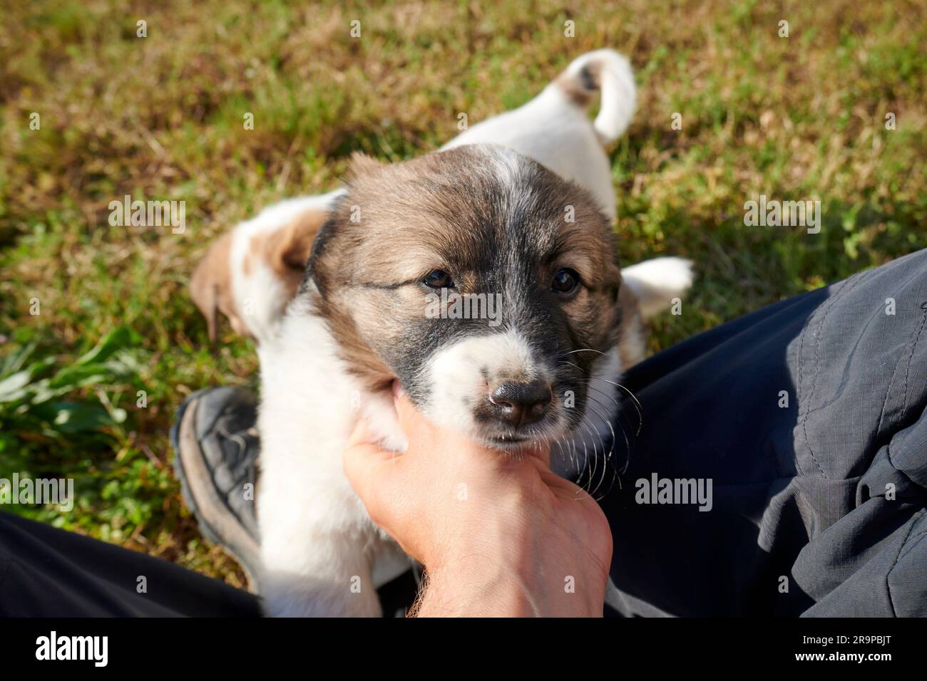 Ein süßer kleiner Hund, liebevoll in der Hand eines Menschen. Stockfoto