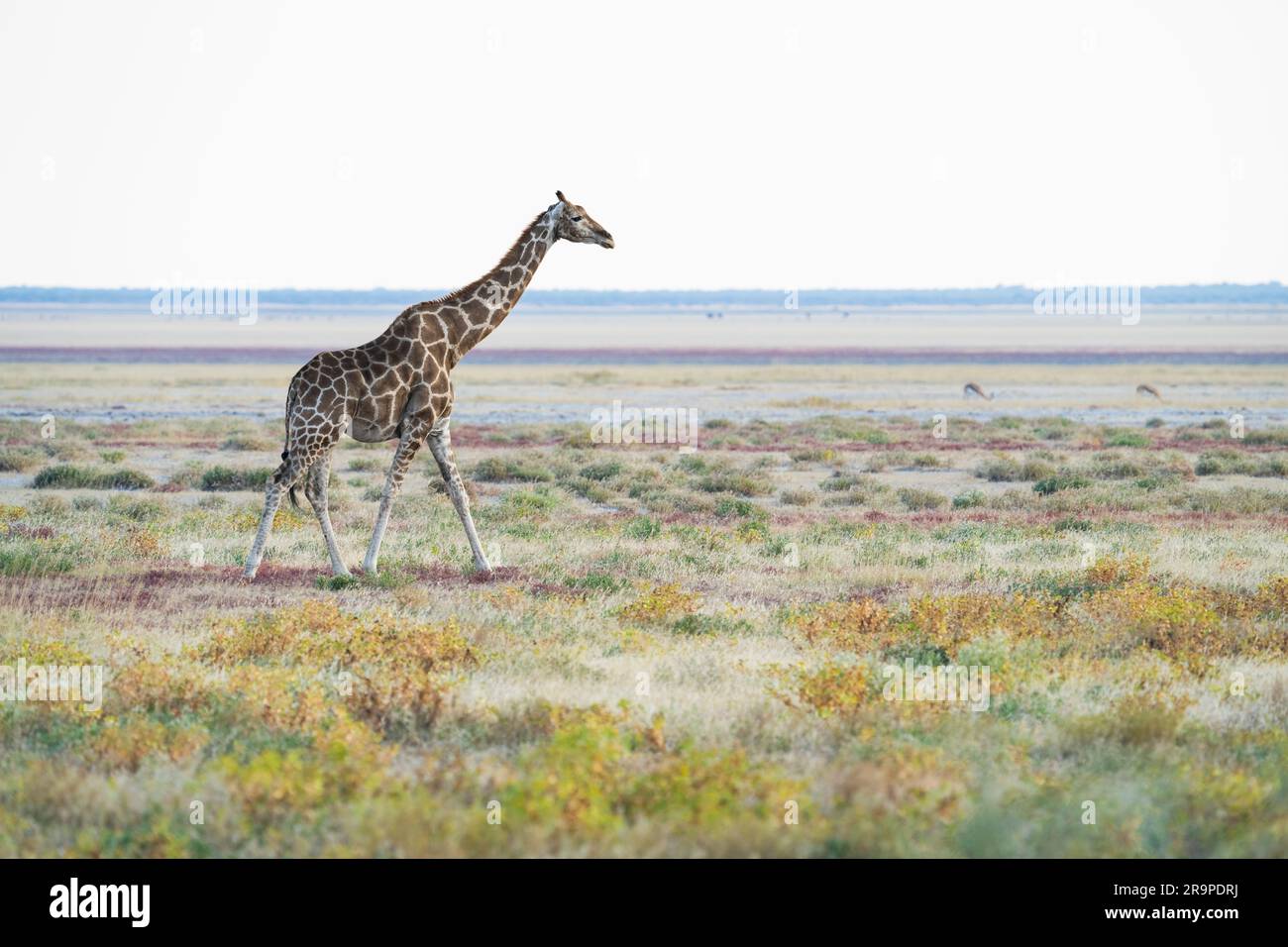 Giraffen durchqueren die Savanne, hinter dem Tier ist eine Salzpfanne. Farbenfrohes Bild. Etosha-Nationalpark, Namibia, Afrika Stockfoto