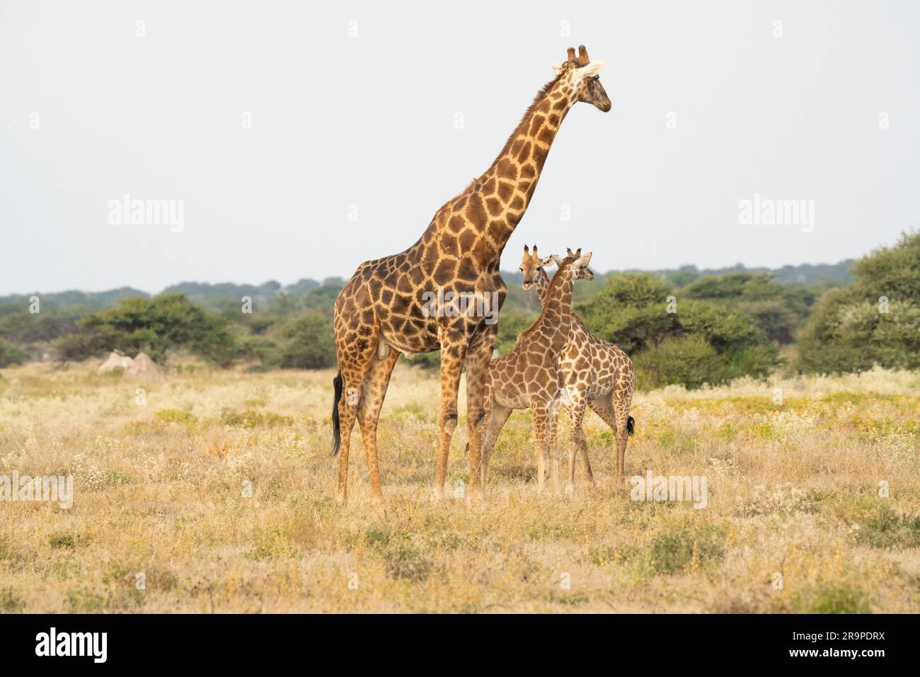 Eine Gruppe Giraffen mit ihren Jungen, die die Savanne überqueren. Etosha-Nationalpark, Namibia, Afrika Stockfoto