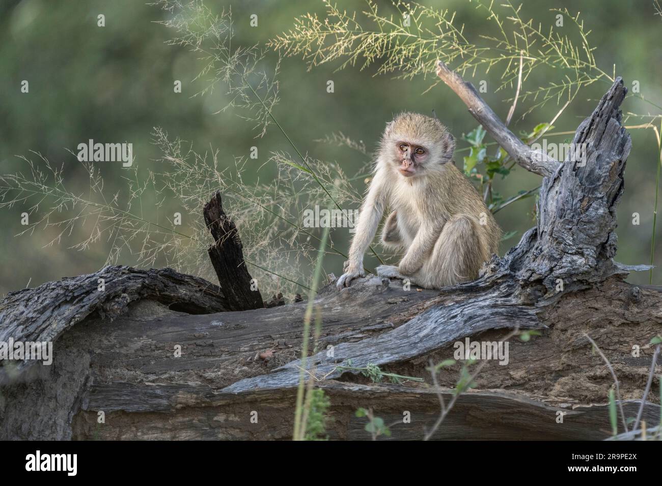 Das Baby des Vervet-Affen (Cercopithecus aethiops) sitzt auf einem Baumstamm. Vorderansicht eines wilden Tieres. Caprivi-Streifen, Namibia, Afrika Stockfoto