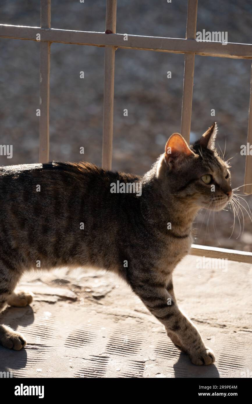 Eine streunende Katze in Ägypten Stockfoto