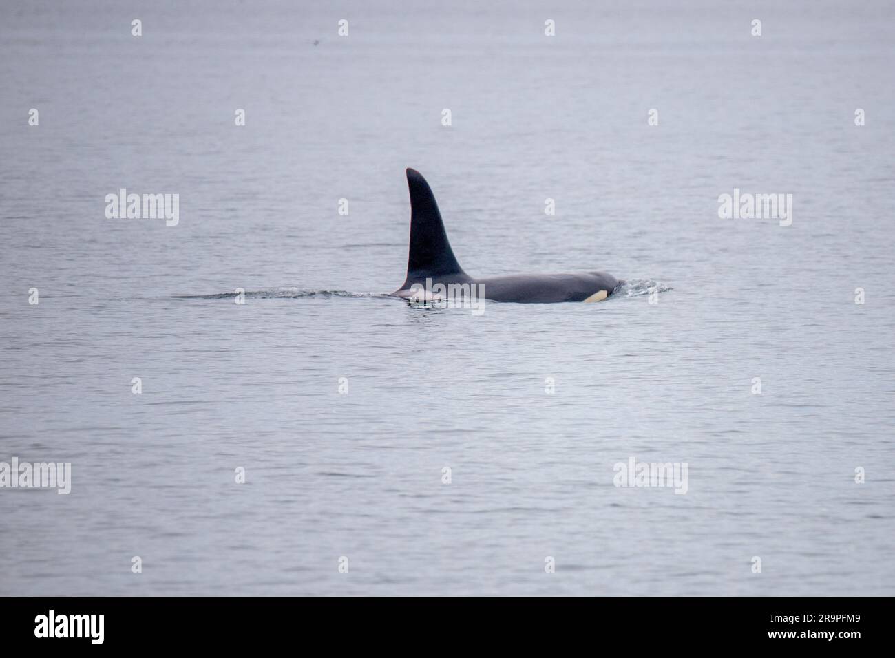 Dieses Foto zeigt einen Killerwal oder Orca, der im Meer der inneren Hebriden in Schottland schwimmt. Stockfoto