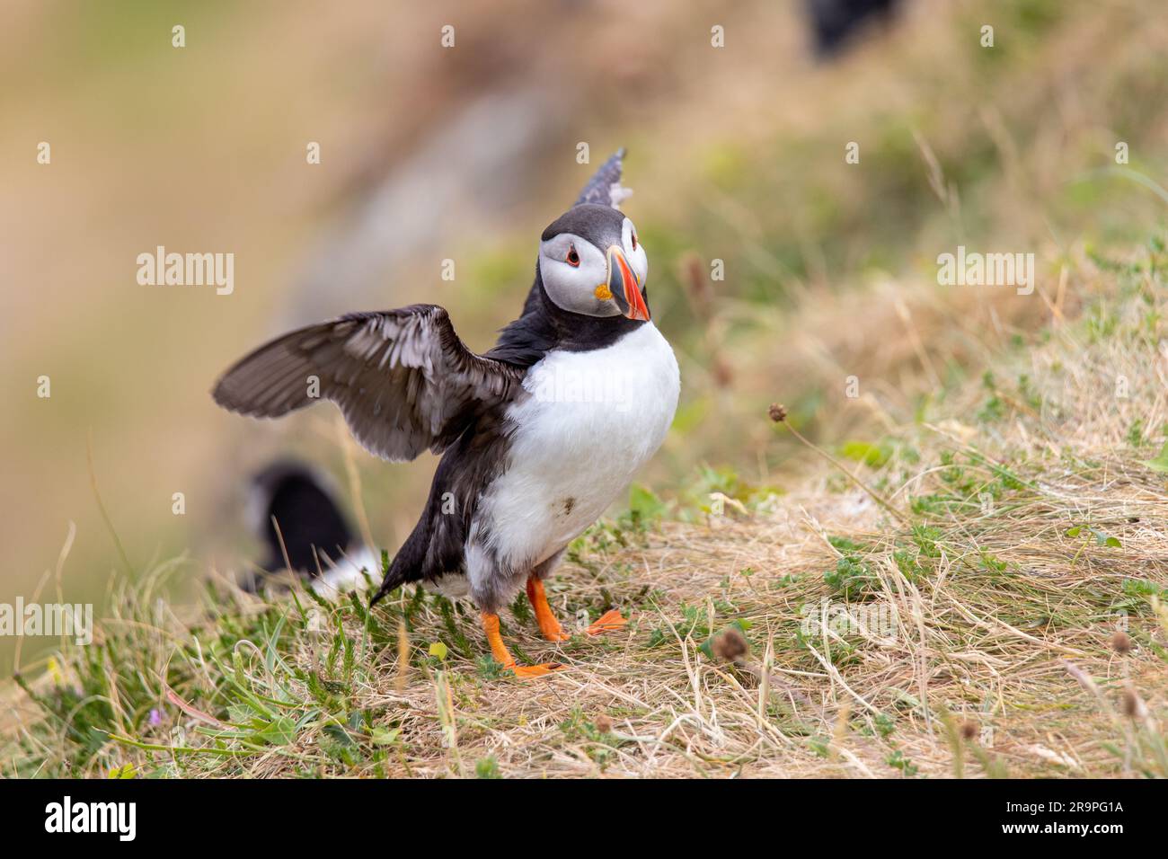 Dieses Foto zeigt einen Papageientaucher oder auch einen Papagei, der auf der Insel Staffa in der Nähe der Insel Mull in Schottland benannt ist. Es ist ein wunderschöner Seevogel. Stockfoto