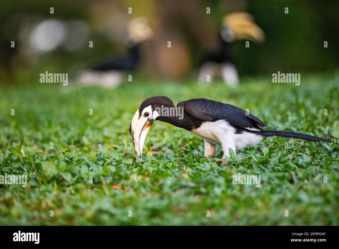 Eine weibliche, orientalische Rattenhornvogel erntet auf dem Boden in einem Park, Singapur Stockfoto