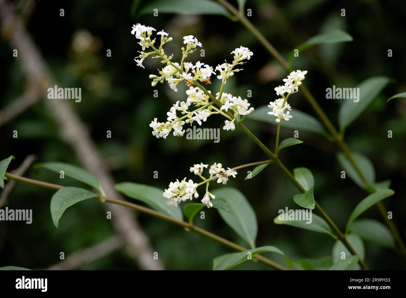 Wilder Gefreiter, Ligustrum vulgare. Stockfoto
