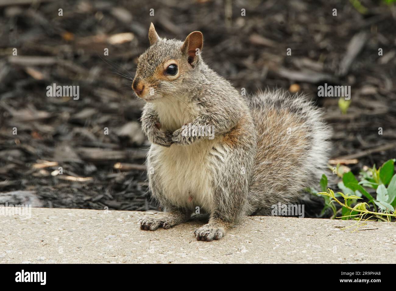 Kleines Eichhörnchen, das auf einer Zementtrennwand sitzt. Stockfoto