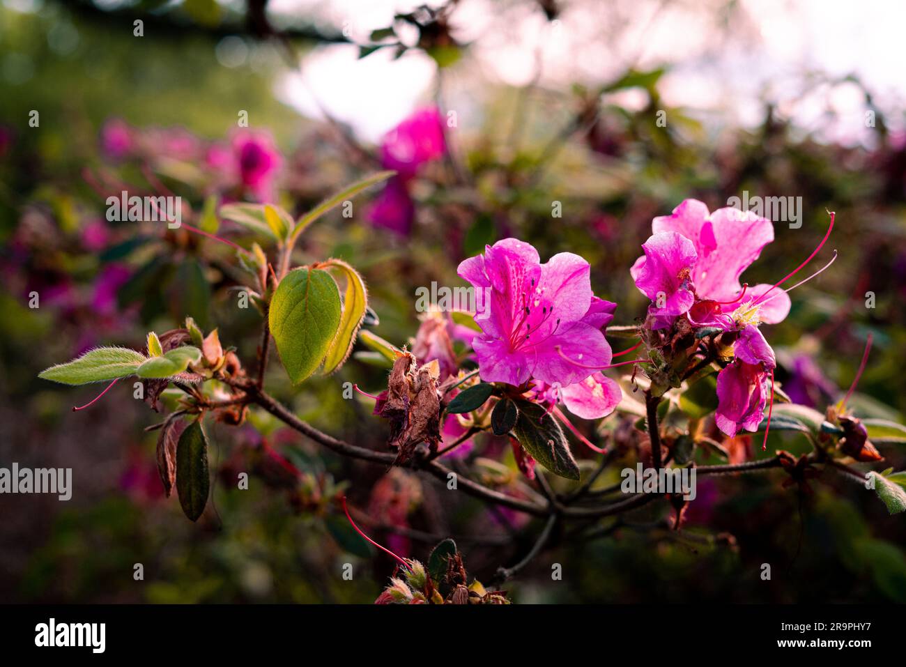 Blume Magnolia Blüte vor dem Hintergrund der Blumen. Stockfoto