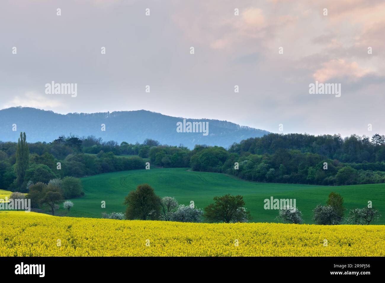 Die slowakische Landschaft im Frühling mit Raps und blühenden Bäumen bei Sonnenuntergang. Wald im Hintergrund. Chocholna, Slowakei Stockfoto