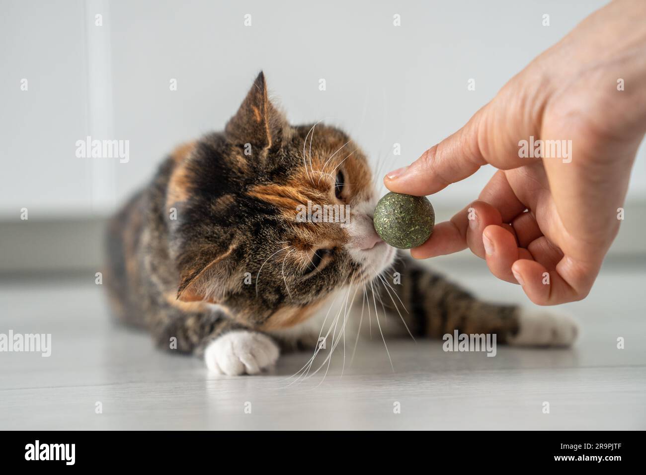 Verspieltes Kätzchen schnüffelt von Katzenminze in der Hand des Besitzers. Tomcat ist verrückt nach Ball aus dunkelgrünem Katzenminze. Stockfoto