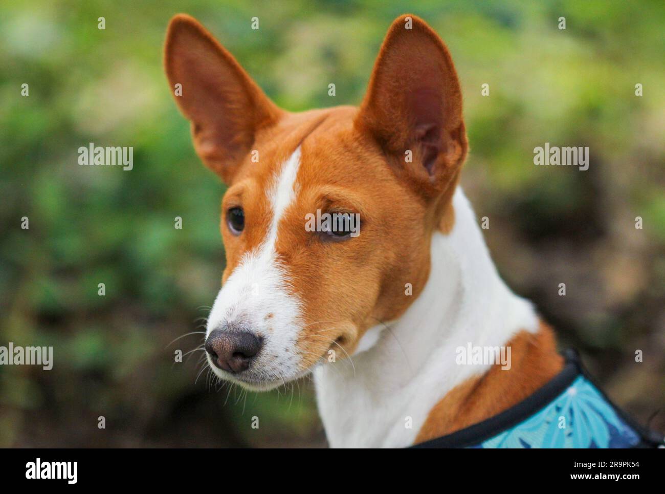 Basenji Welpe, Nahaufnahme Porträt Stockfoto