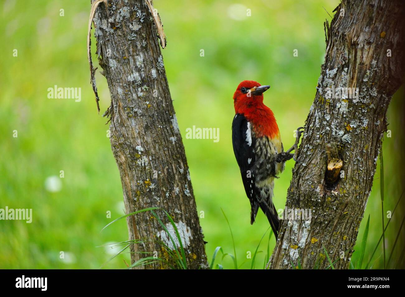 Rotvogel Zweig Vancouver Island Natur Wildtiere schwarzes grünes Blatt Stockfoto