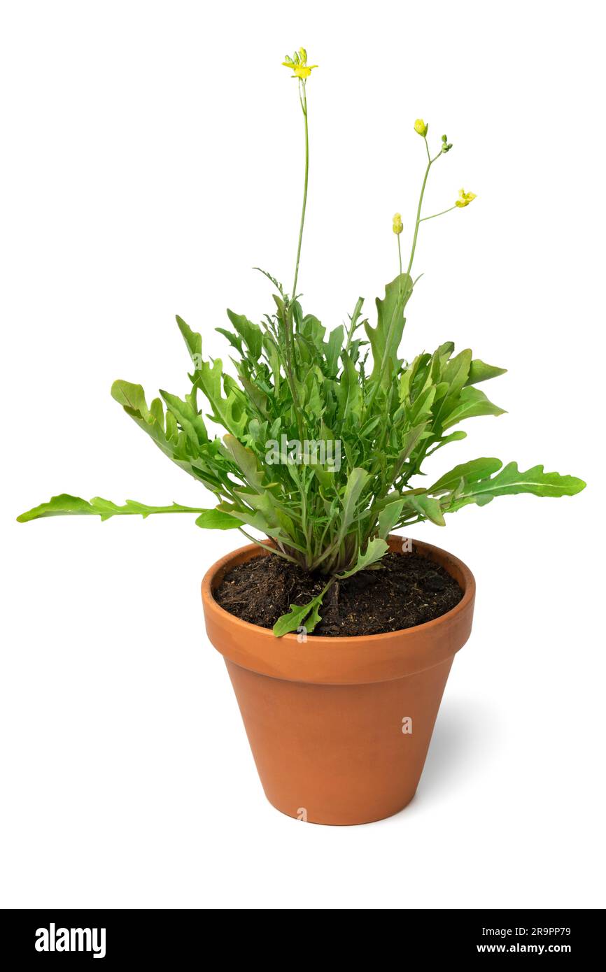 Frische grüne wilde Rucola-Pflanze, isoliert auf weißem Hintergrund Stockfoto
