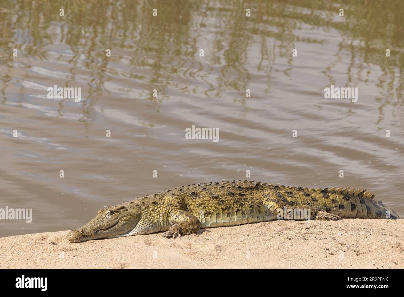 Ein Nilkrokodil, das sich an einem Flussufer im Kruger-Nationalpark, Südafrika, in der Sonne sonnt Stockfoto