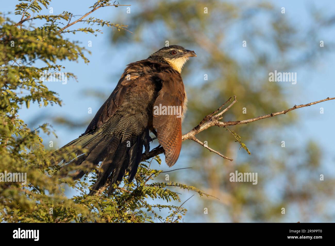 Ein Burchells Sonnenbad mit Federn, die im Morgensonnenlicht im Kruger-Nationalpark Südafrika aufgefächert werden Stockfoto