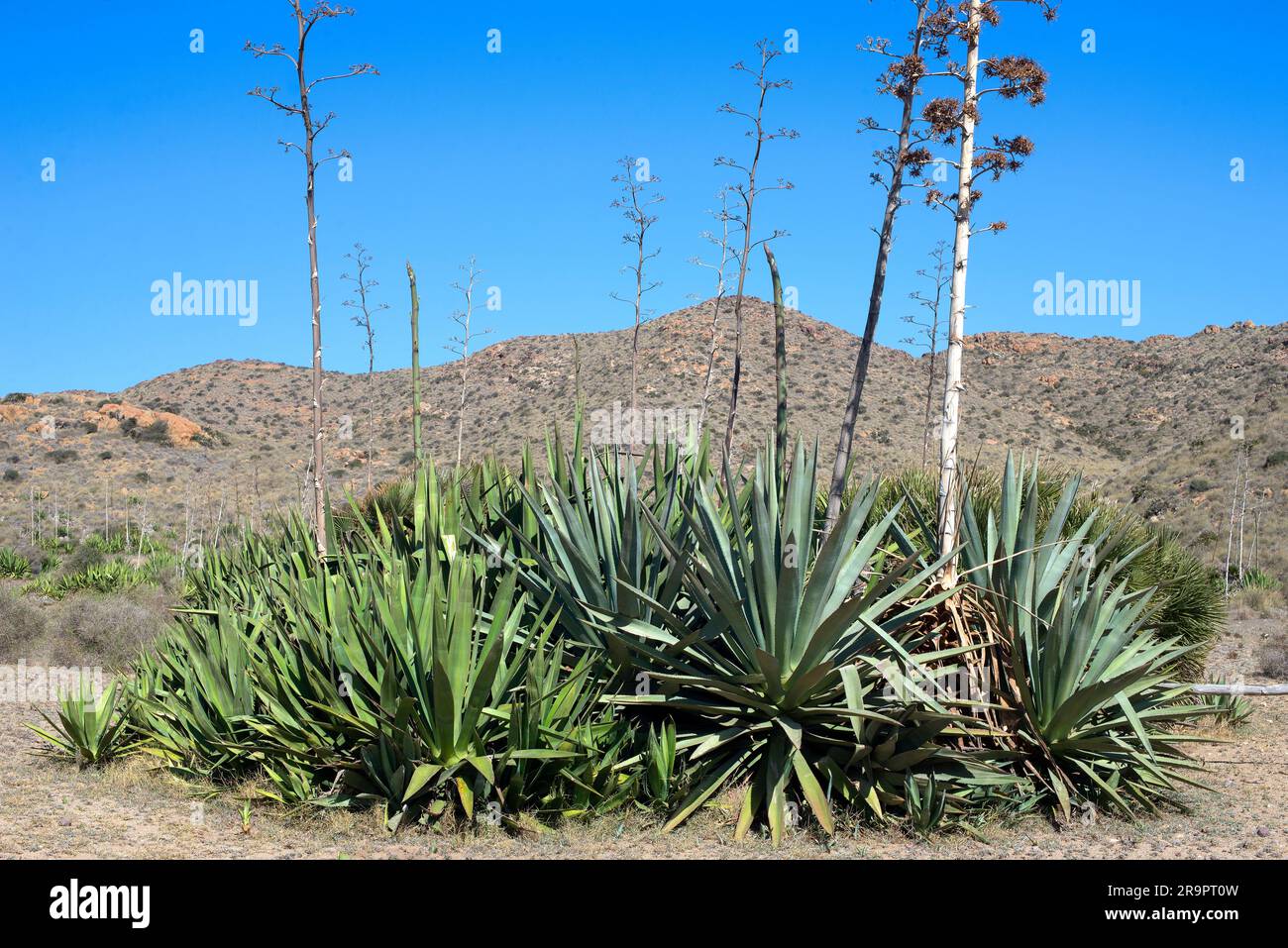 Sisal (Agave Sisalana) ist eine Sisal, die eine steife Faser ergibt, die  traditionell fr die Herstellung von Garn und Seilen verwendet wird,  Madagaskar Stockfotografie - Alamy