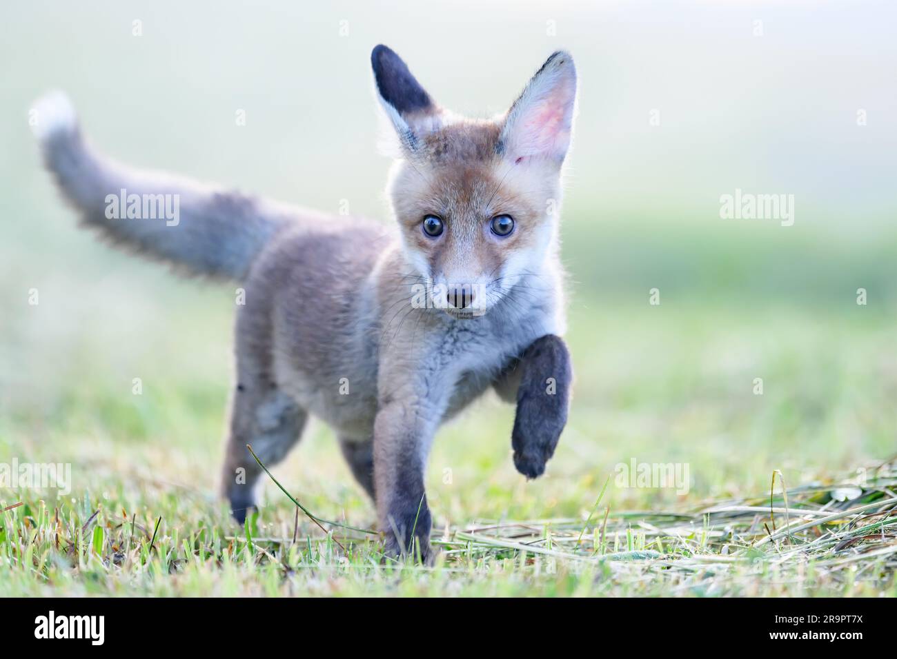 Der Fuchs beobachtet, was im Wald passiert. Stockfoto