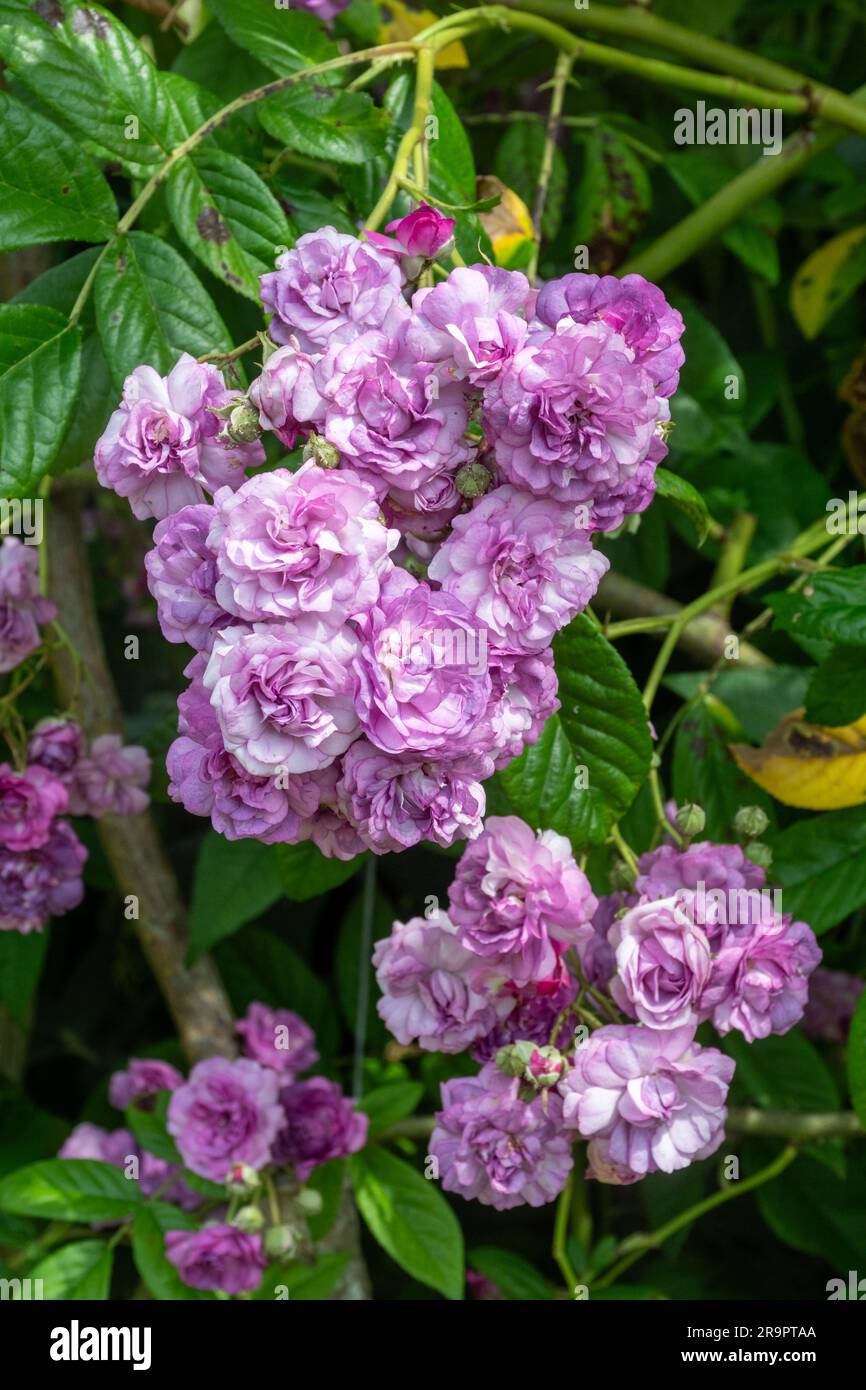 Rosa „Rose-Marie Viaud“, eine blasslilafarbene, schimmernde Rose, mit Blumensträngen im Juni, England, Großbritannien Stockfoto
