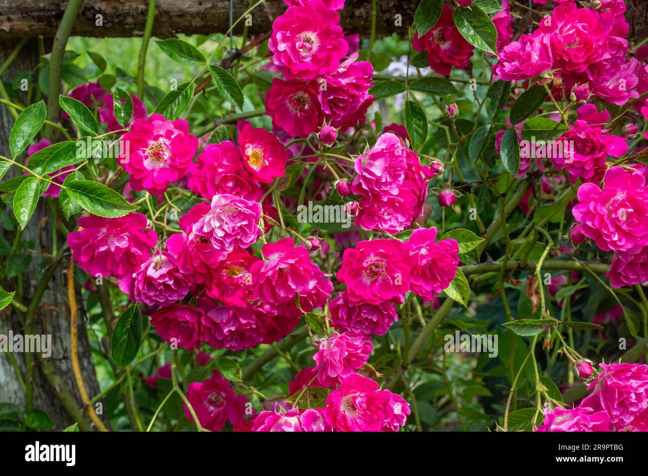 Rosa „Purpurtraum“, eine wuchernde Rose mit rosa Blüten im Juni oder Sommer, England, Großbritannien Stockfoto