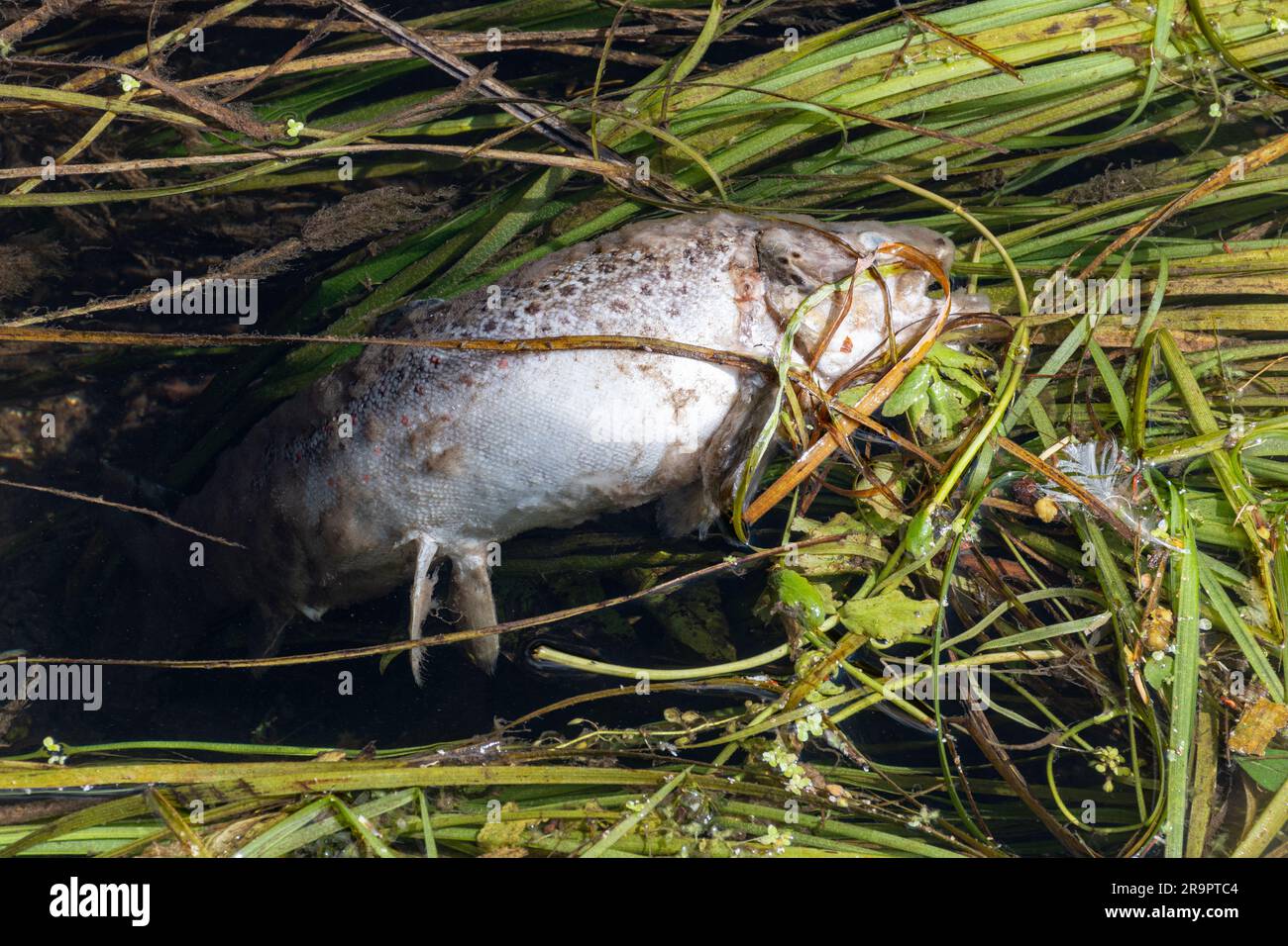 Toter Fisch in einem Fluss, Großbritannien, 2023. Konzept: Zunehmende Verschmutzung der Flüsse durch Wasserunternehmen, die unbehandelte Abfälle und landwirtschaftliche Chemikalien einleiten Stockfoto