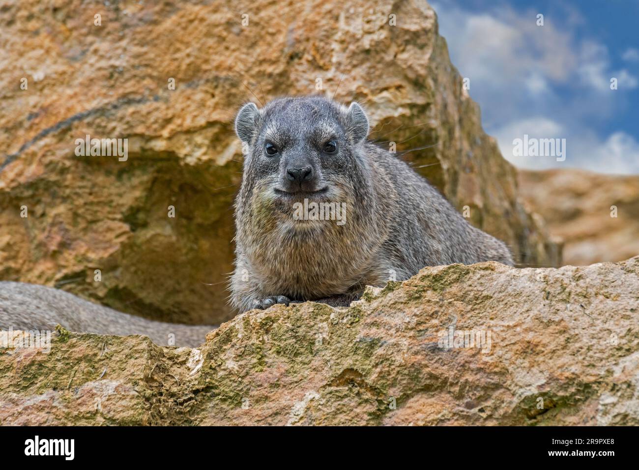 Felshyrax / Dassie / Cape hyrax / Felshase (Procavia capensis) auf Felsvorsprung, einheimisch in Afrika und dem Nahen Osten Stockfoto