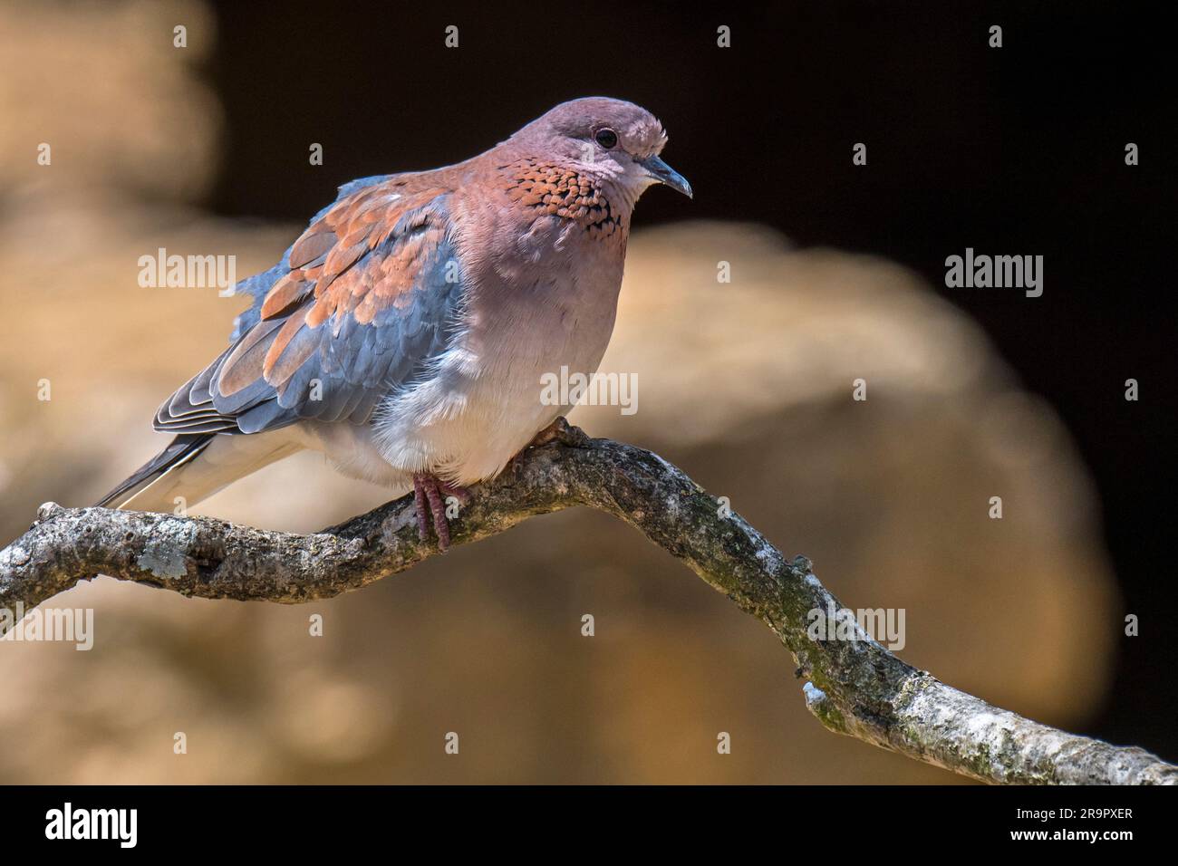 Lachende Taube/Palmtaube (Spilopelia senegalensis/Columba senegalensis) hoch oben in einem Baum, kleine Taube, die in Afrika, dem Nahen Osten und Südasien heimisch ist Stockfoto