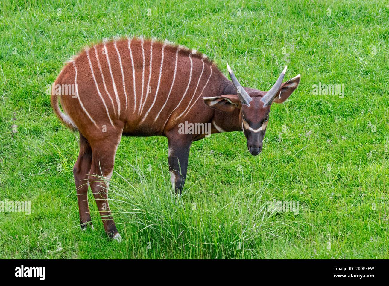 Bongo (Tragelaphus eurycerus) im Zoo, nachtaktive waldbewohnende Antilope, einheimisch in Afrika südlich der Sahara Stockfoto