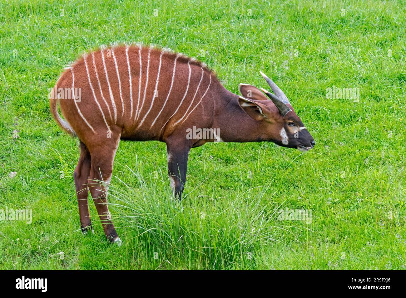 Bongo (Tragelaphus eurycerus) im Zoo, nachtaktive waldbewohnende Antilope, einheimisch in Afrika südlich der Sahara Stockfoto