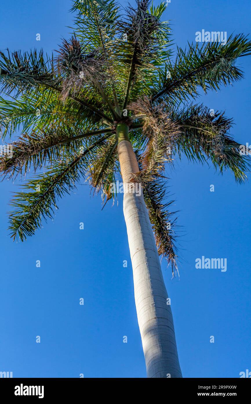 Palme im Botanischen Garten von Assuan auf Kitchener's Island (El Nabatat Island) auf dem Nil Stockfoto