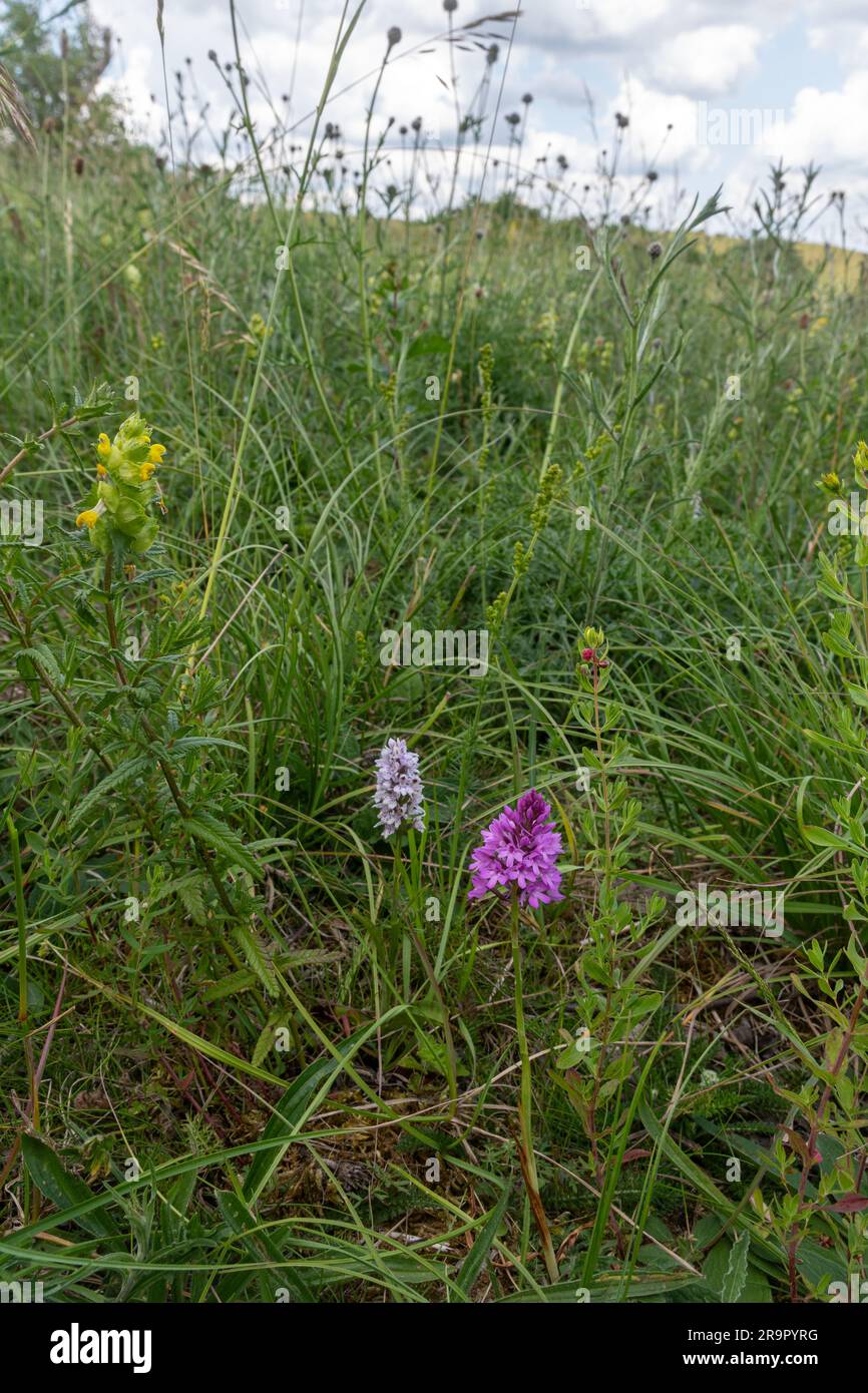 Im Juni oder Sommer auf dem Ivinghoe Beacon in Buckinghamshire, England, Großbritannien, wachsende Kreidegrasblumen, einschließlich wilder Orchideen Stockfoto