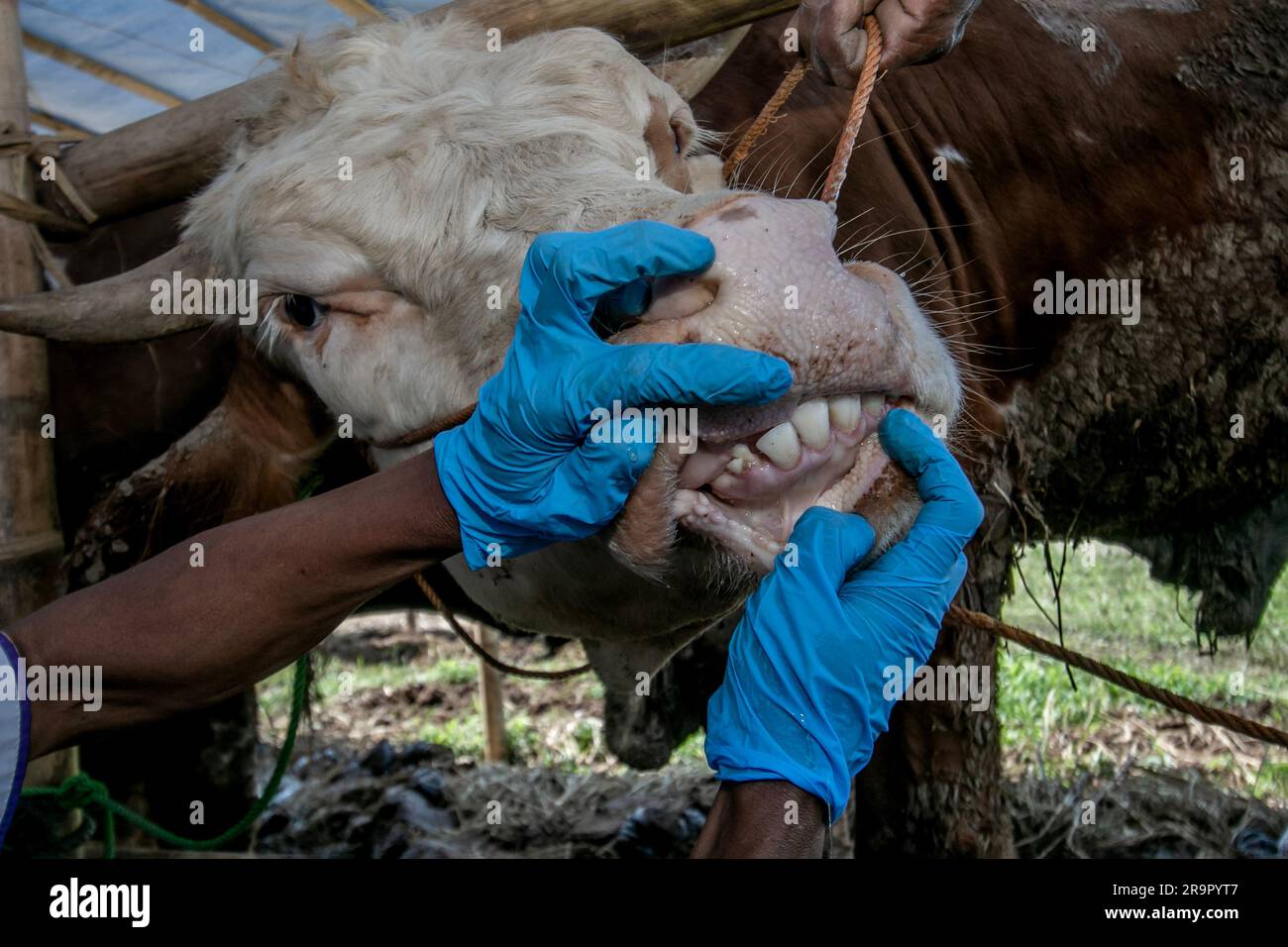 Bogor, Indonesien. 26. Juni 2023. Ein Tierarzt Check Gesundheit eine Kuh um Lumpy-skin-Krankheit auf einem Viehmarkt in Bogor, West Java, Indonesien, zu verhindern, am 26. Juni 2023. (Foto: Andi M Ridwan/INA Photo Agency/Sipa USA) Guthaben: SIPA USA/Alamy Live News Stockfoto