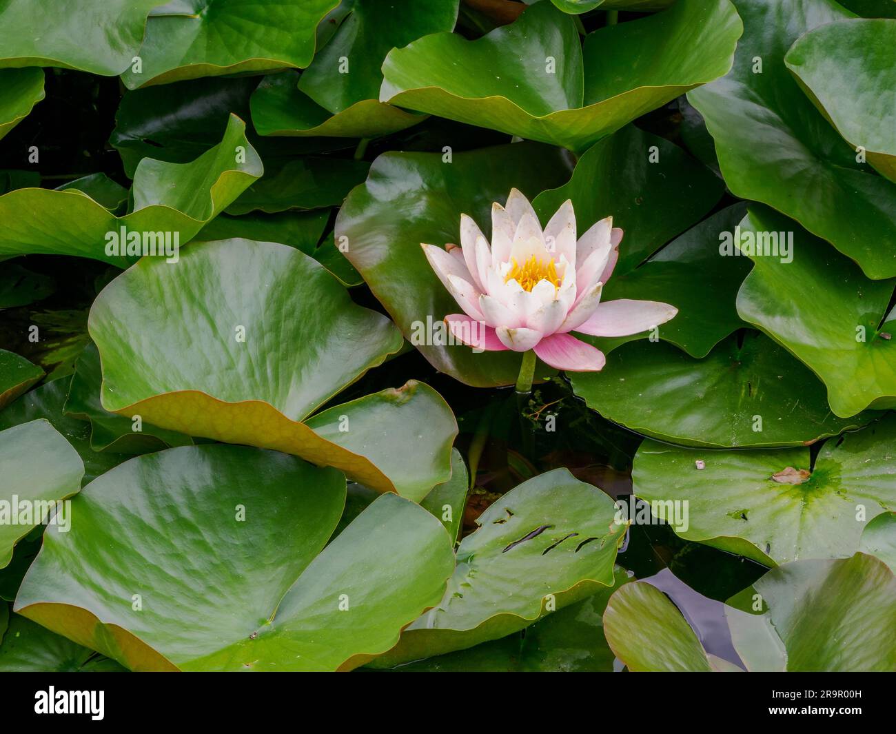 Große rosafarbene Blume und große Blätter der Weißwasserlilie Nymphaea Marliacea Group „Carnea“ in einem kleinen See eines britischen Gartens Stockfoto
