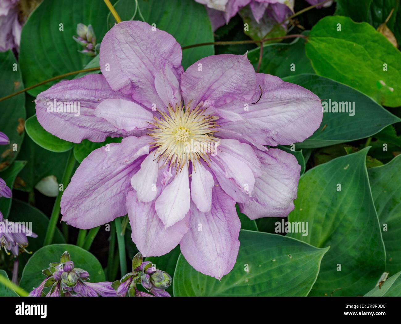 Halb-Doppel-Malve Clematis an einer Gartenwand in Wales, Großbritannien Stockfoto