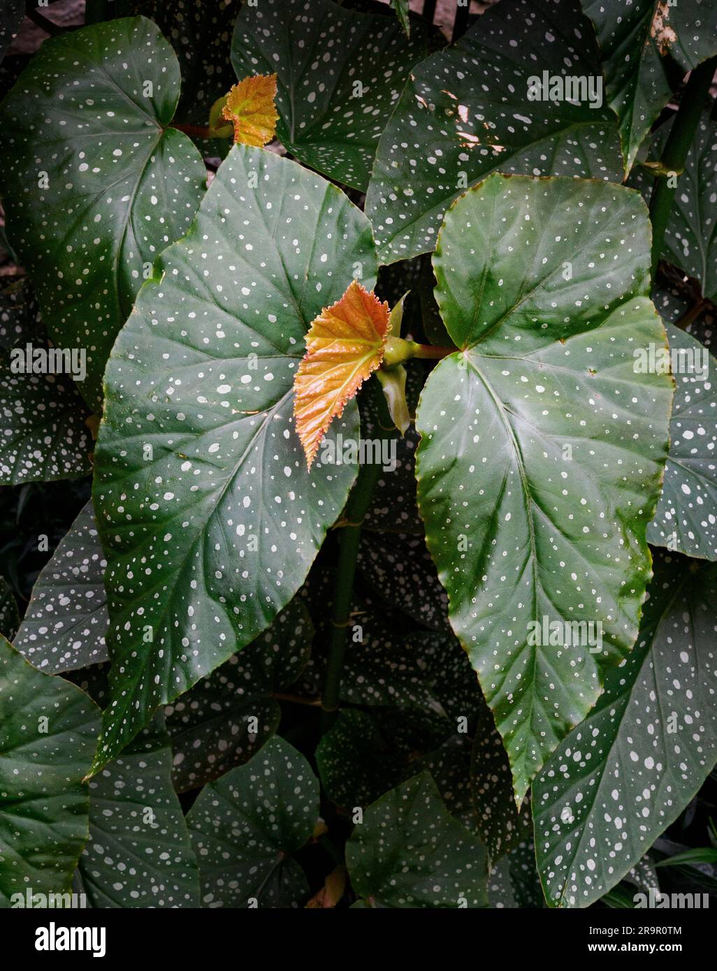 Polka Dot Begonia, die aufgrund ihrer attraktiven Form und Farbe als Indoor- oder Sommerpflanze angebaut wird – Großbritannien Stockfoto