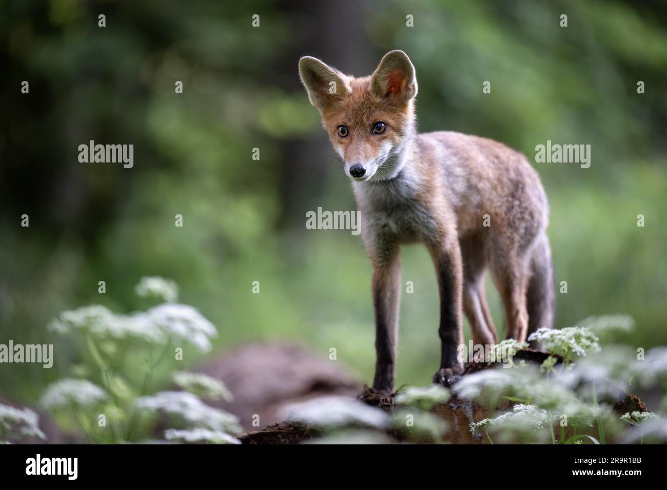 Der Fuchs beobachtet, was im Wald passiert. Stockfoto