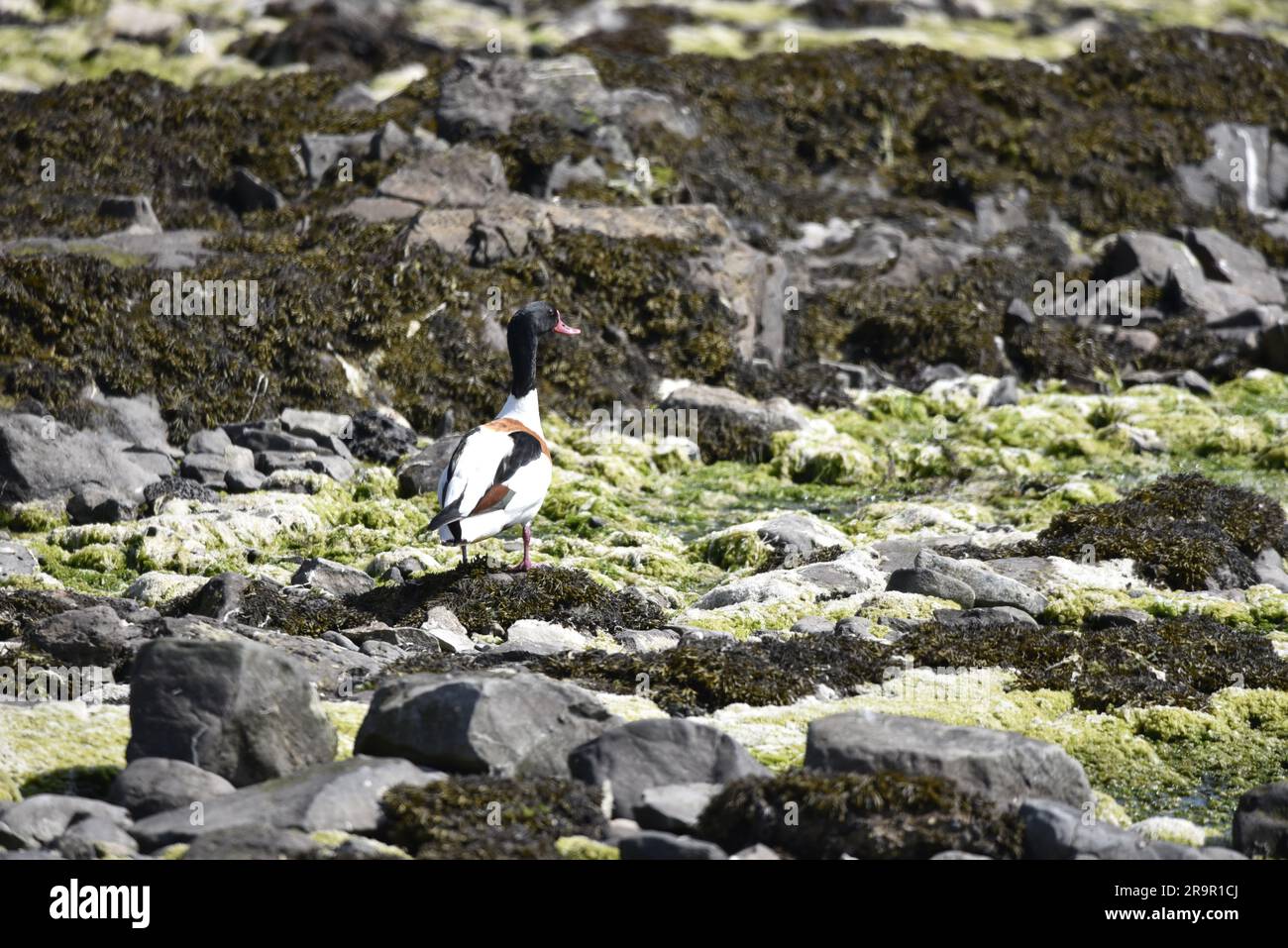 Common Shelduk (Tadorna tadorna): Im Sommer auf Seetang und Rocky Beach links von Image, Kopf nach rechts gedreht, auf der Isle of man, Großbritannien Stockfoto