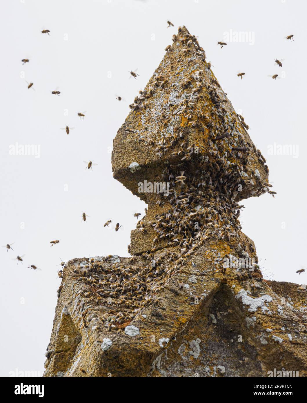 Schwarm von Honey Bees APIs mellifera um ein Steindach-Finale auf einem Gebäude in Somerset UK Stockfoto