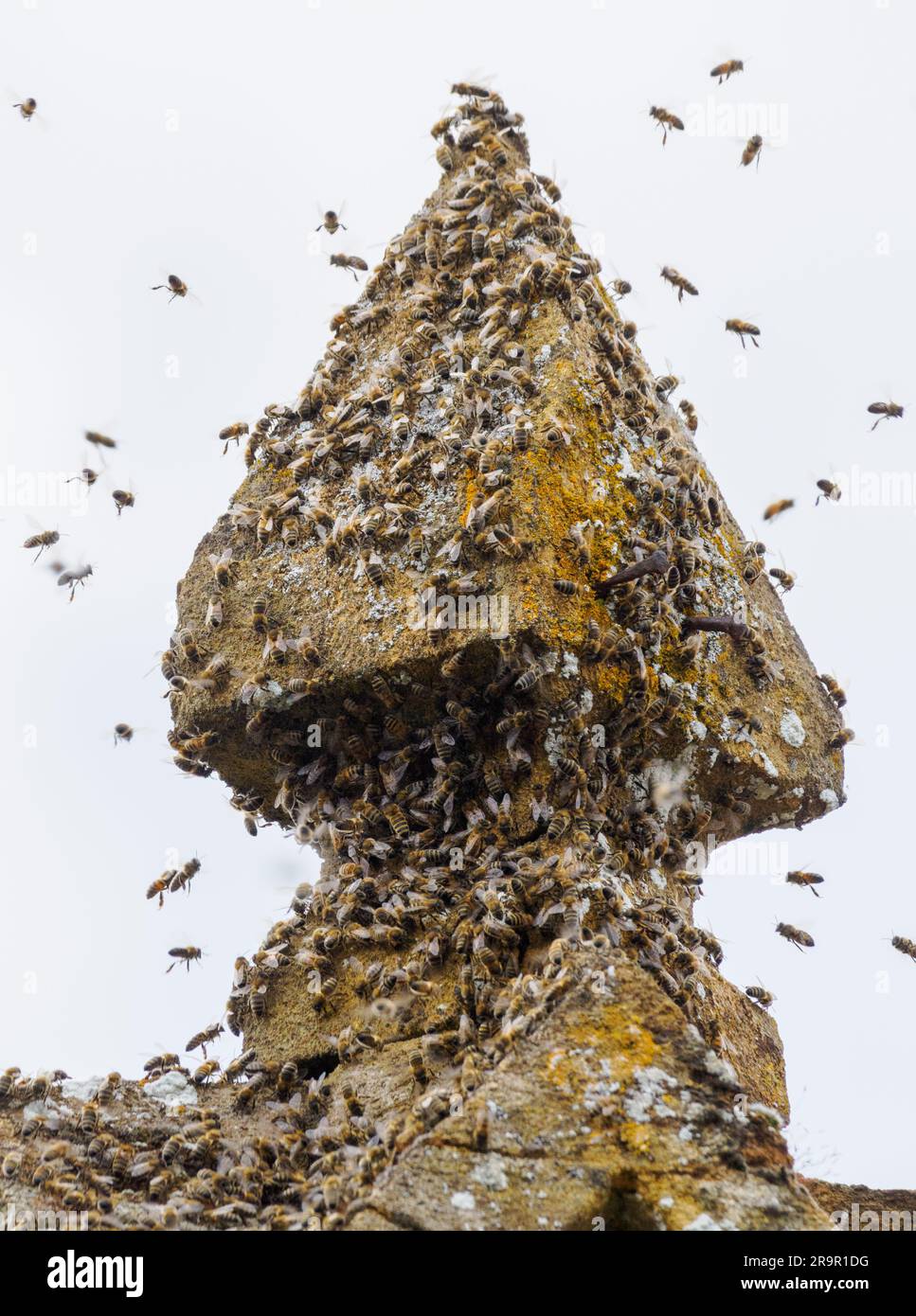 Schwarm von Honey Bees APIs mellifera um ein Steindach-Finale auf einem Gebäude in Somerset UK Stockfoto