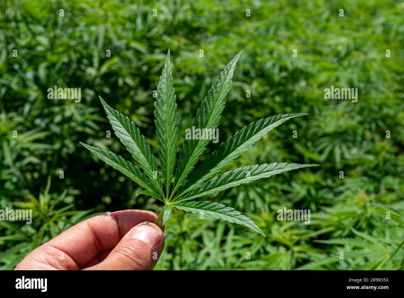 Wunderschönes Hanfblatt auf einem Marihuana-Feld unter dem blauen Himmel mit Sonne und Wolken für die Legalisierung von medizinischen Cannabisprodukten cbd thc illegales Drogenbein Stockfoto