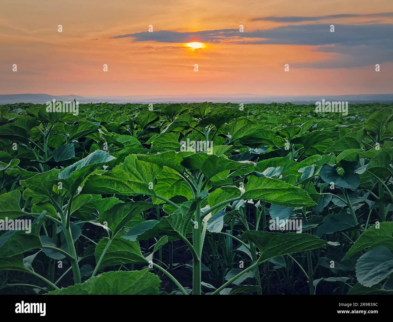 Anbau von Sonnenblumenpflanzen auf dem Feld über dem Hintergrund des Sonnenuntergangs am Himmel Stockfoto