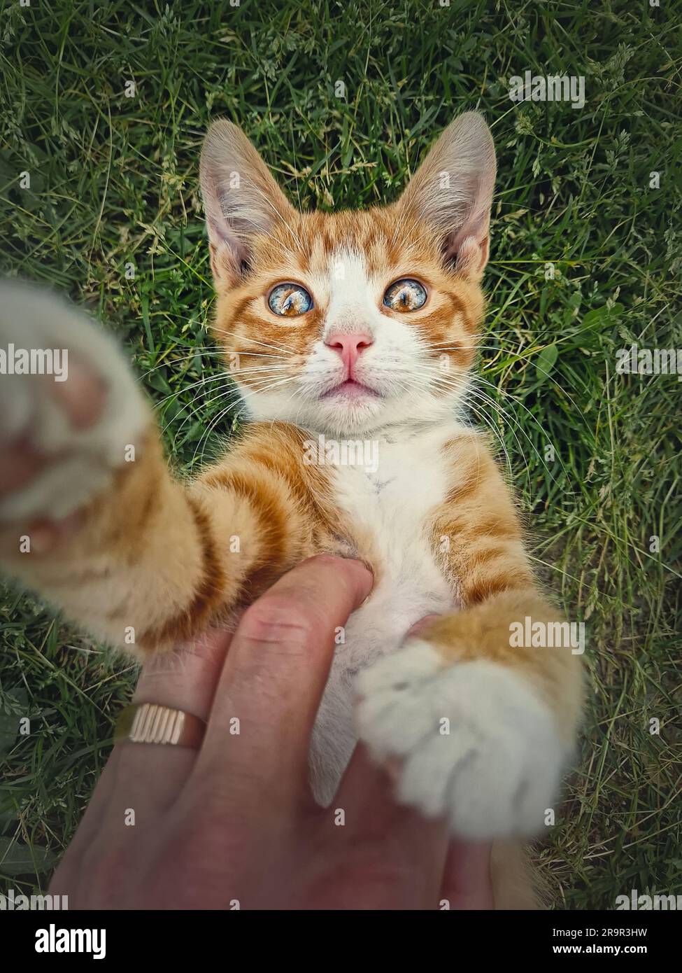 Der Besitzer streichelt seine orangefarbene Katze. Verspielte Ingwerkatze, die auf dem Rücken im grünen Gras liegt. Frisches Kätzchen, süße Streichelszene in der Natur Stockfoto